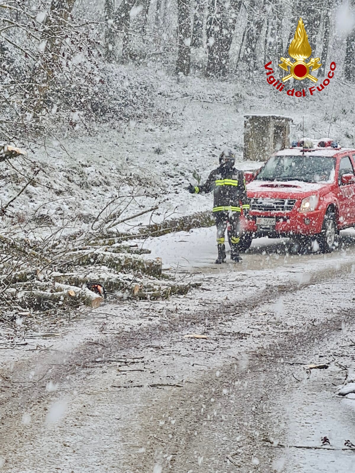 neve mistretta albero caduto