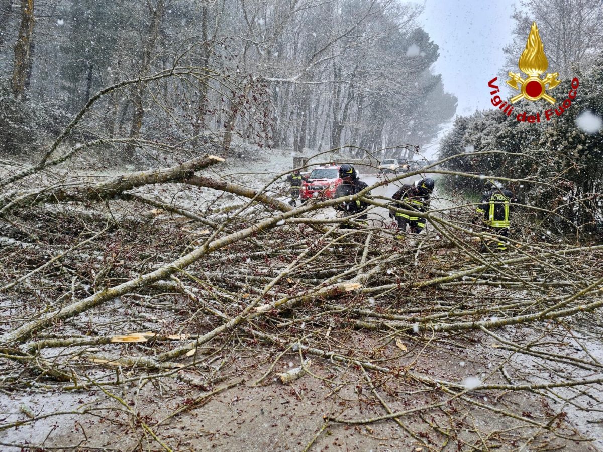 neve mistretta albero caduto