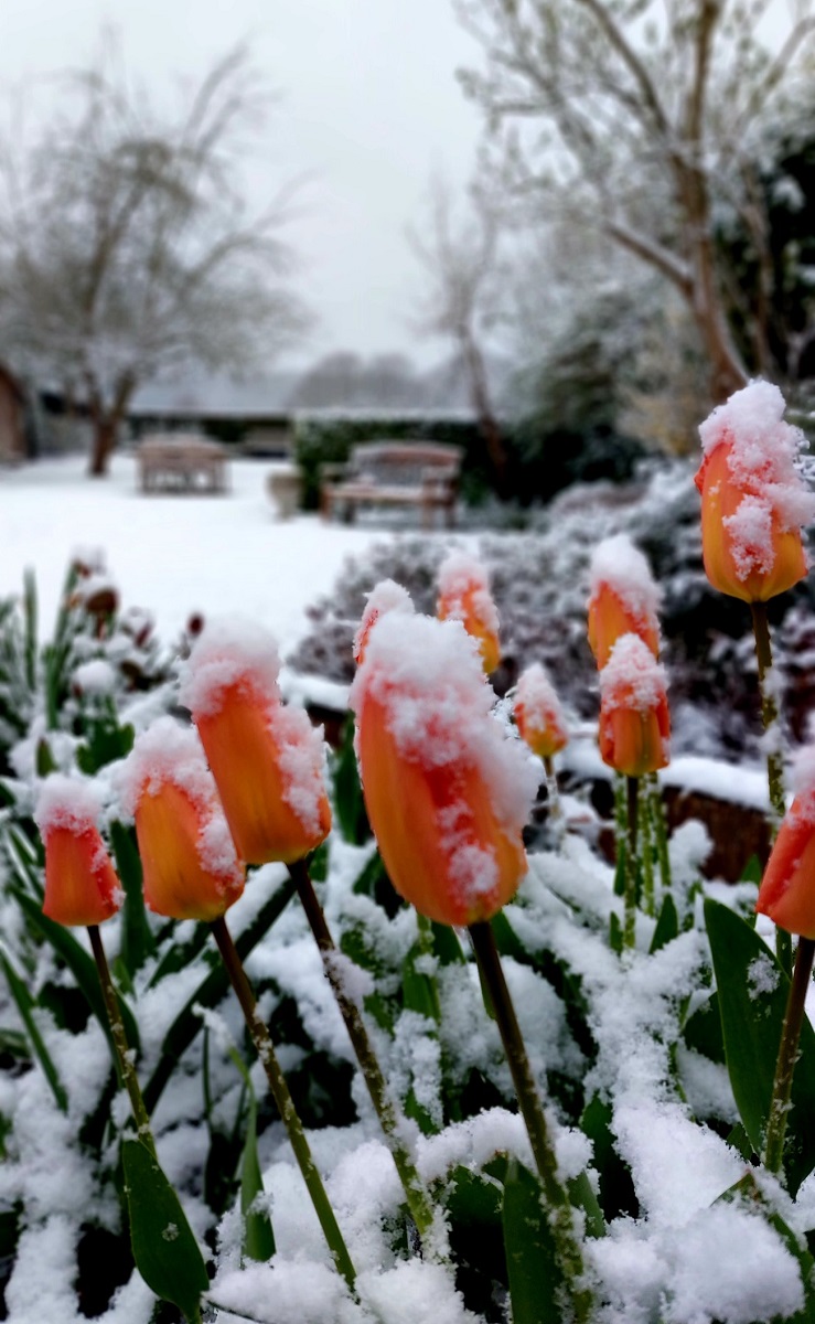 neve belgio