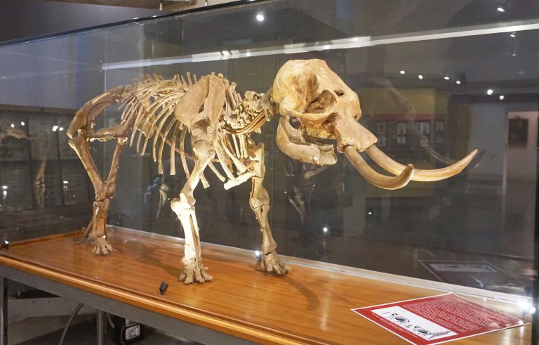 Paleoloxodon falconeri elefante nano siciliano