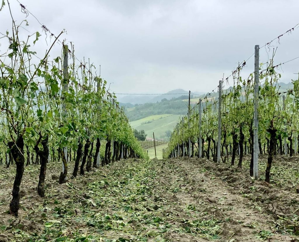 grandine agricoltura piemonte