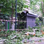 Maltempo Piemonte: a Torino automobili danneggiate da un albero sradicato | FOTO