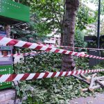 Maltempo Piemonte: a Torino automobili danneggiate da un albero sradicato | FOTO