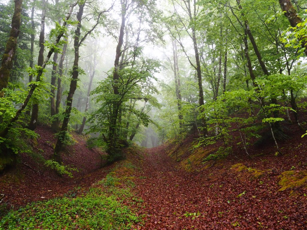 montagna serre calabria nebbia alberi natura