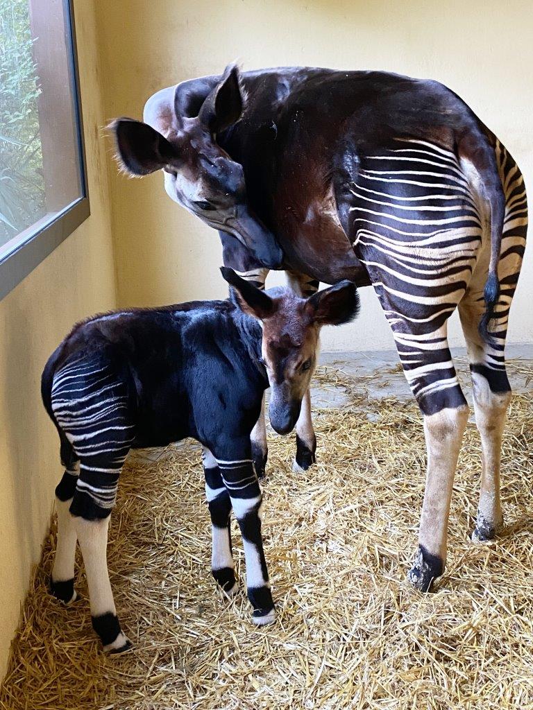 okapi parco zoo falconara