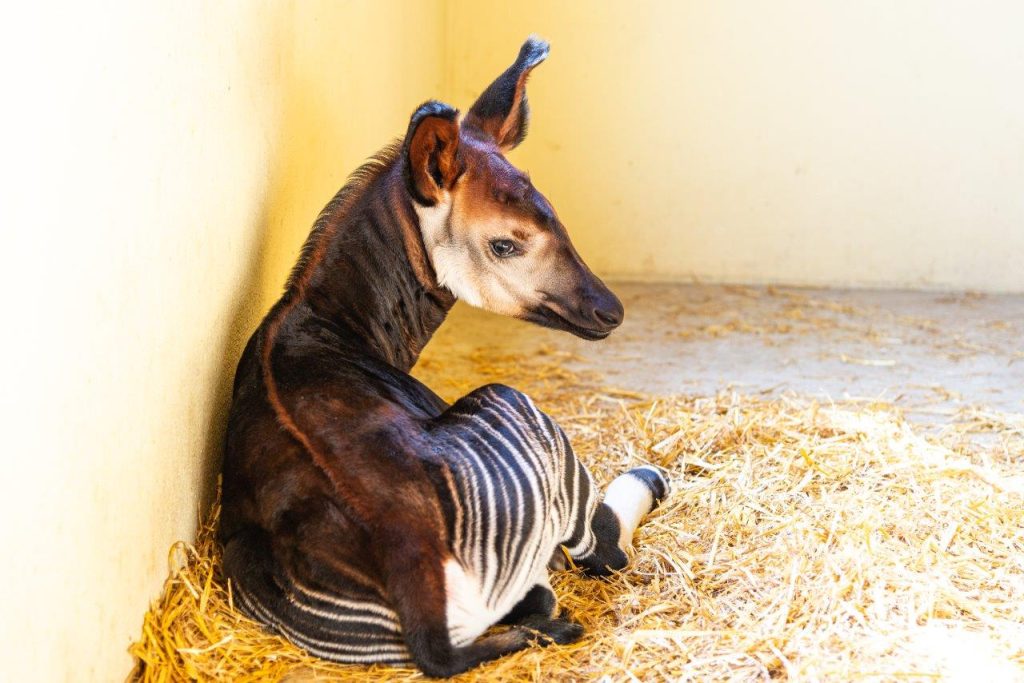 okapi parco zoo falconara