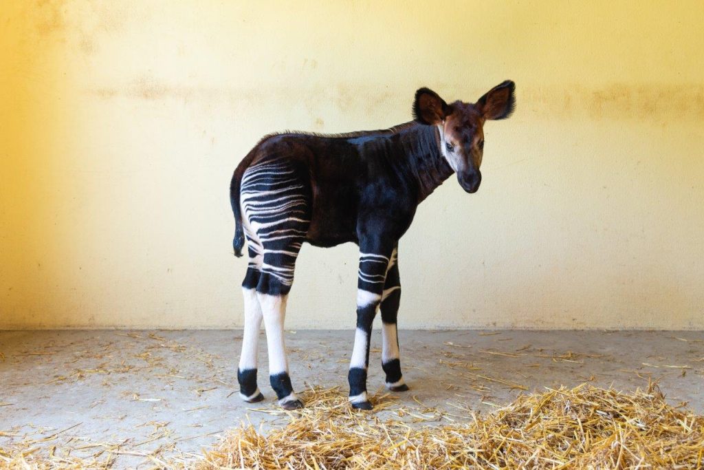 okapi parco zoo falconara