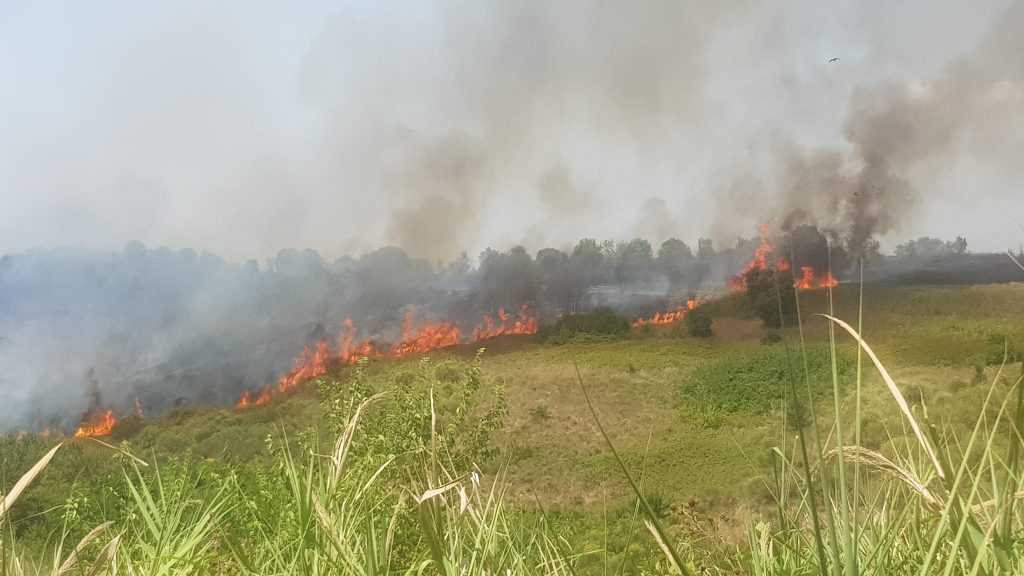 incendio pineta sacchetti roma