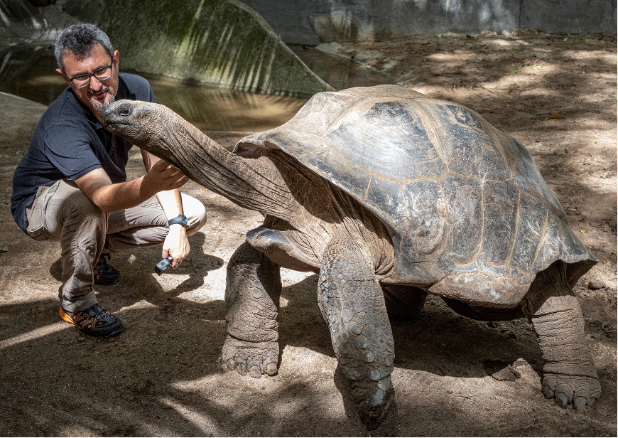 tartaruga gigante scoperta sicilia