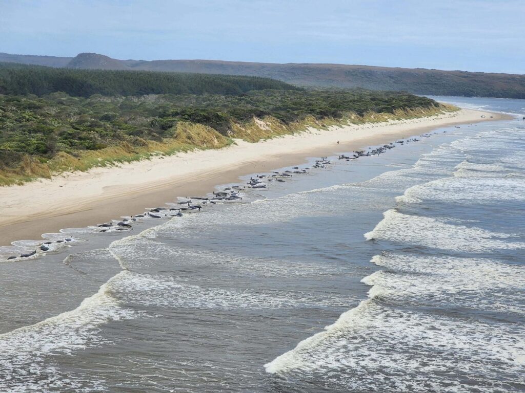 balene tasmania