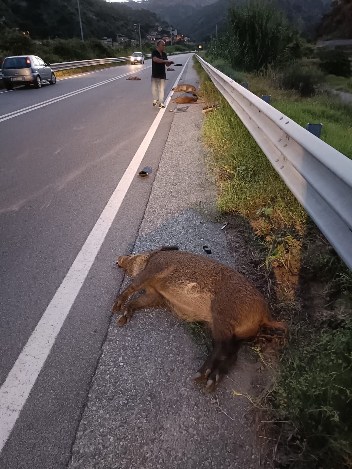 incidente mandria cinghiali