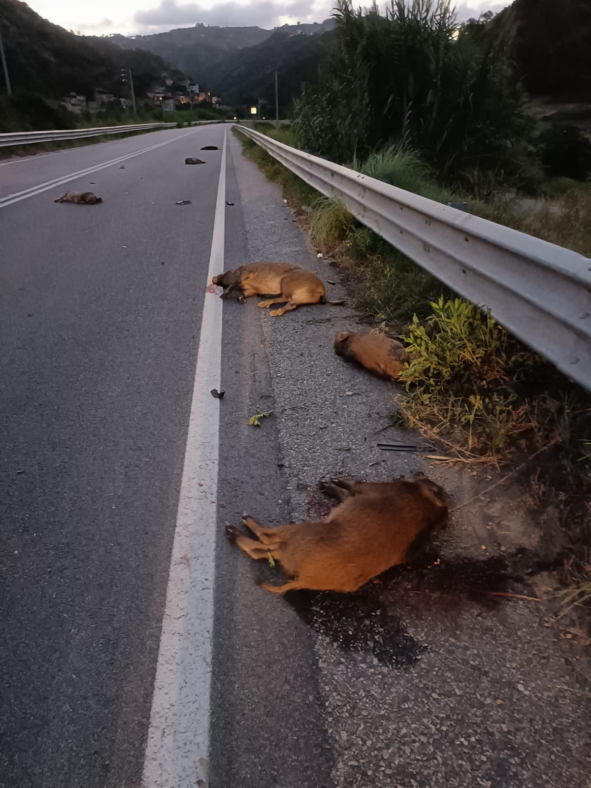 incidente mandria cinghiali