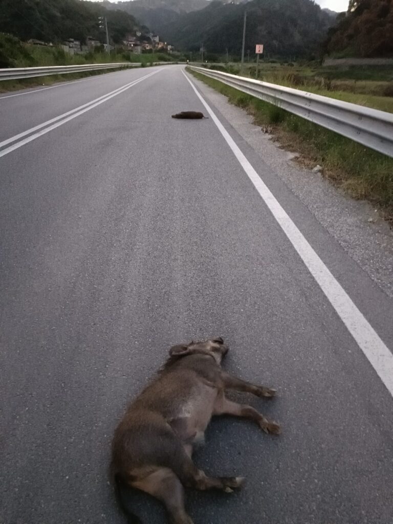 incidente mandria cinghiali