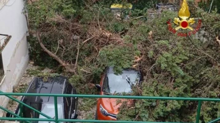 maltempo vento alberi abbattuti