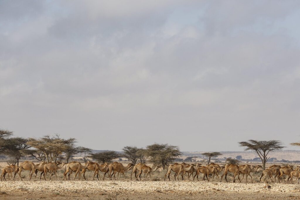 siccità somalia