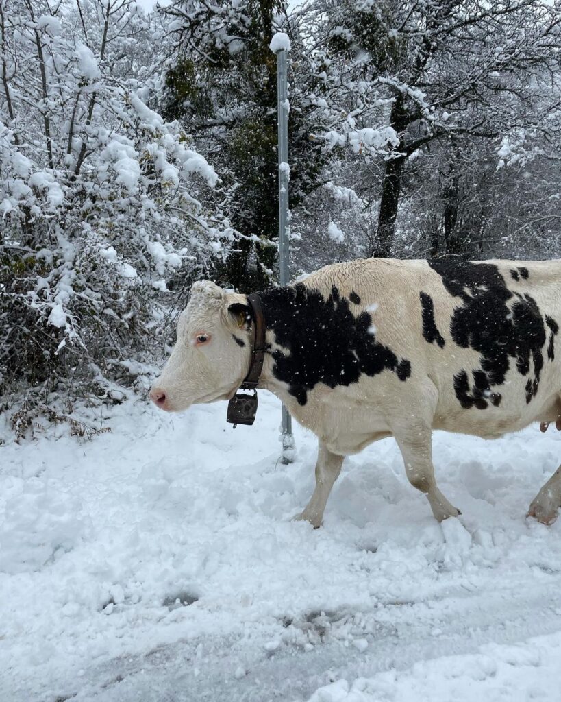 neve capracotta molise