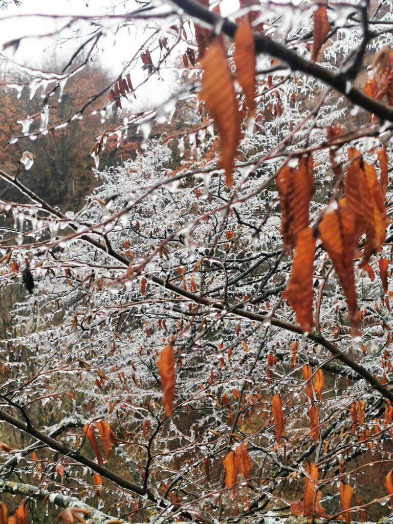 gelicidio piemonte liguria 15 16 dicembre 2022