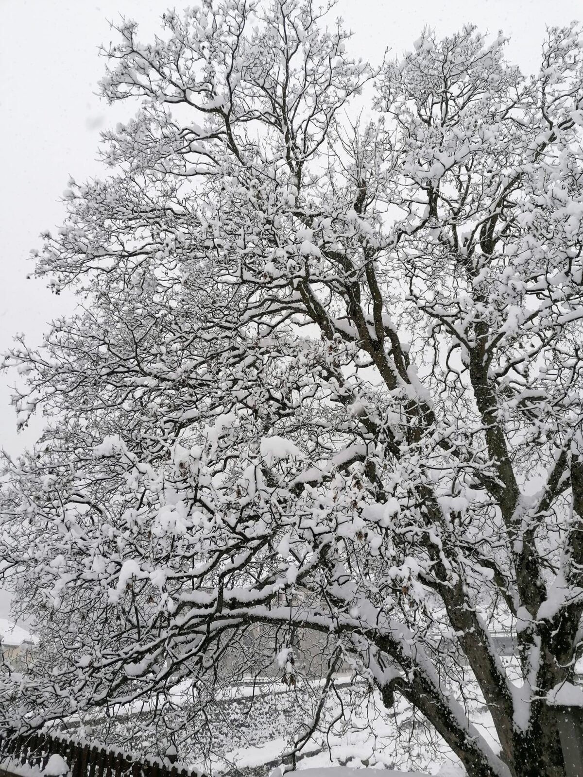 neve val formazza piemonte (13)