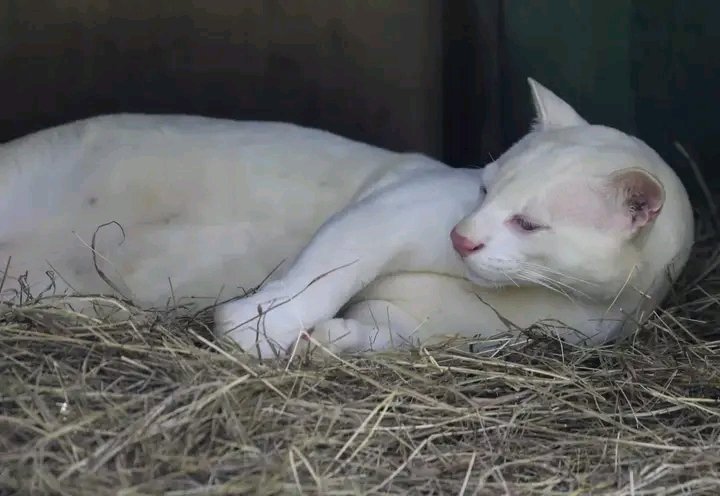 ocelot albina colombia