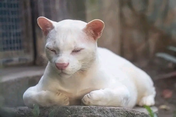 ocelot albina colombia