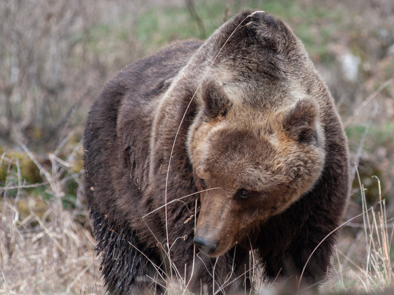Runner morto in Trentino, ordinanza per abbattimento dell'orso. Oipa: no  ad occhio per occhio