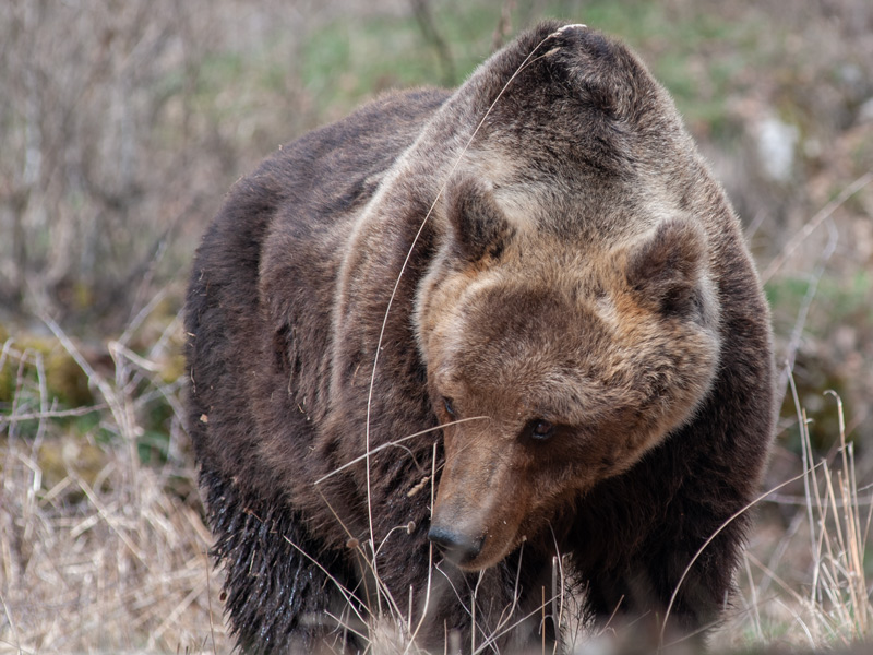 Convivere con l'orso nelle Alpi: conoscenza e prevenzione