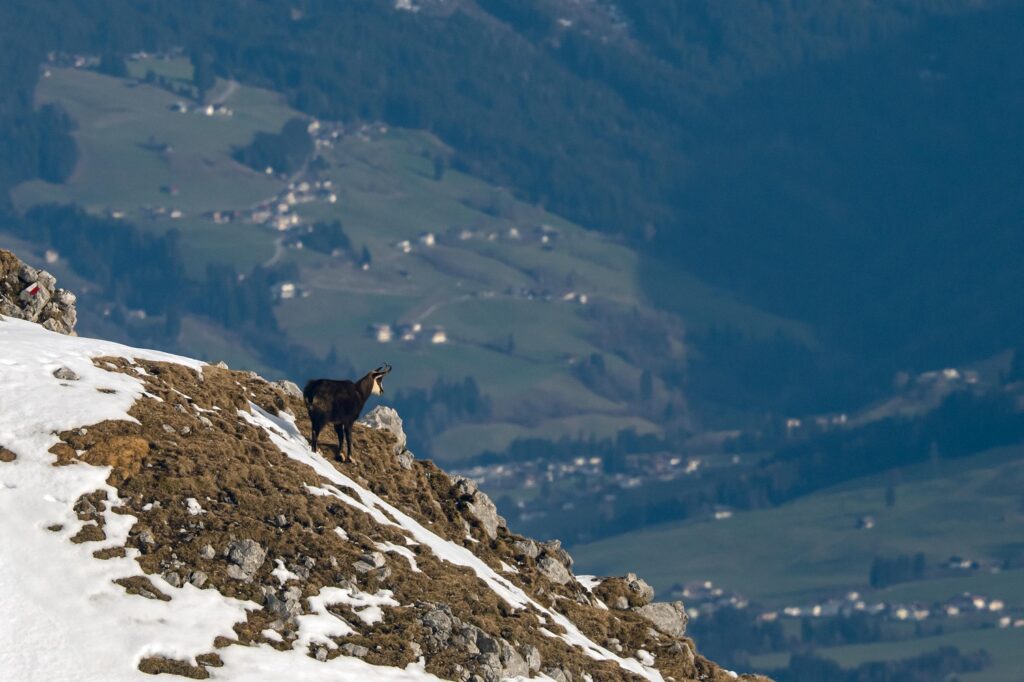 caldo Austria neve