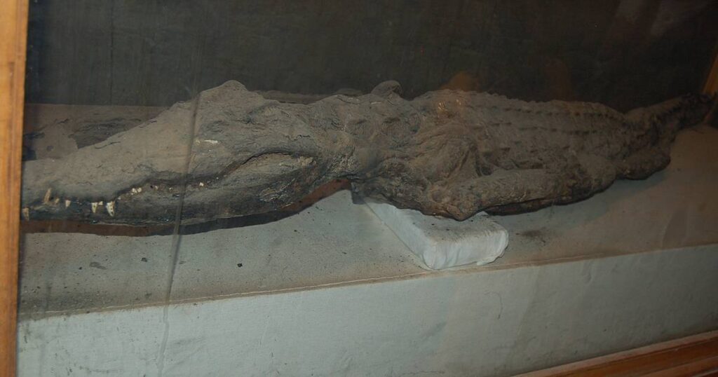 coccodrilli mummificati