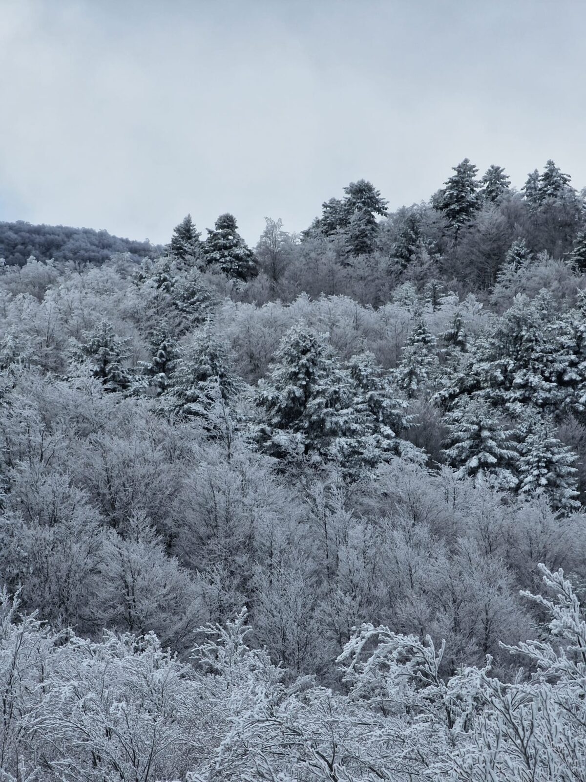 escursione neve montalto aspromonte 21 gennaio 2023