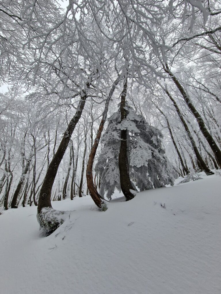 escursione neve montalto aspromonte 21 gennaio 2023