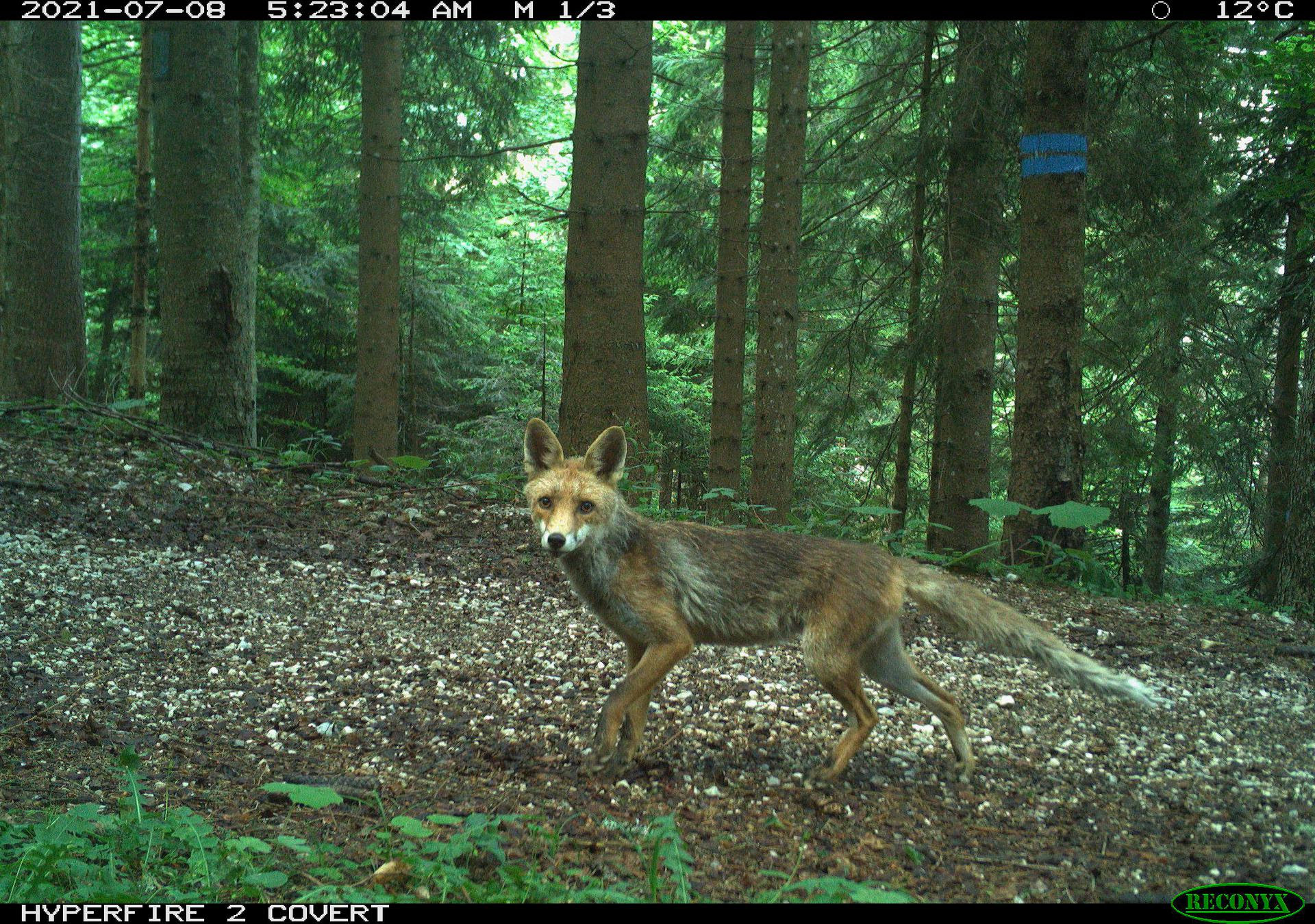 animali del territorio alpino