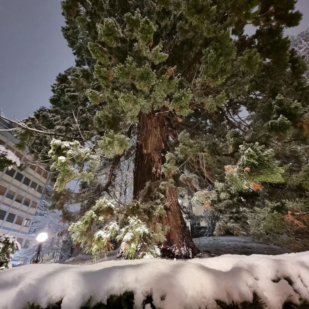 neve campobasso 20 gennaio 2022