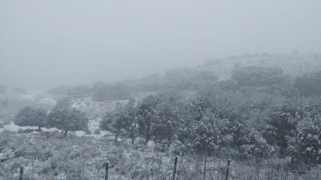 neve maiorca