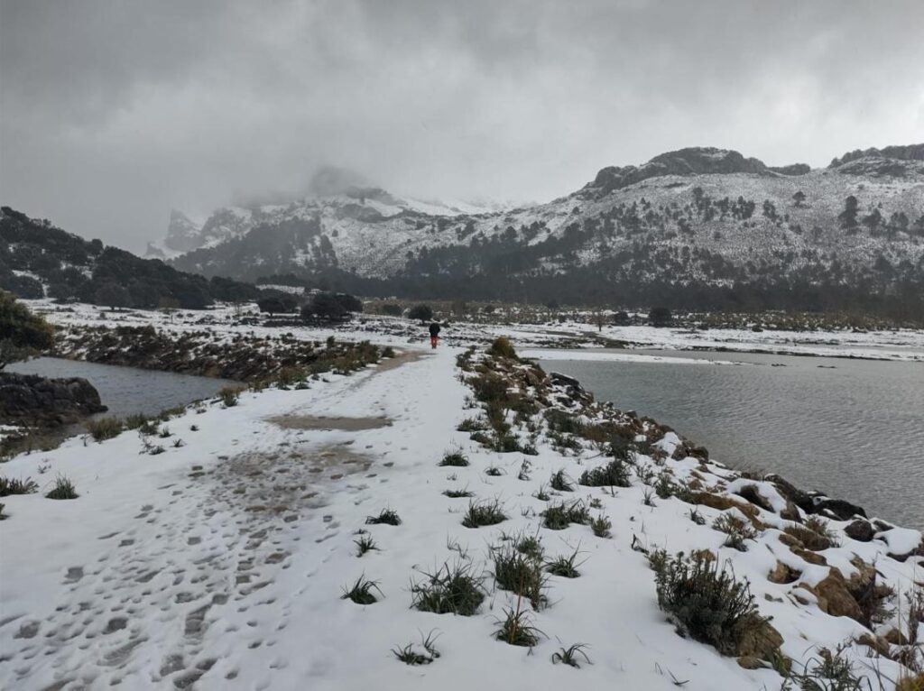 neve maiorca