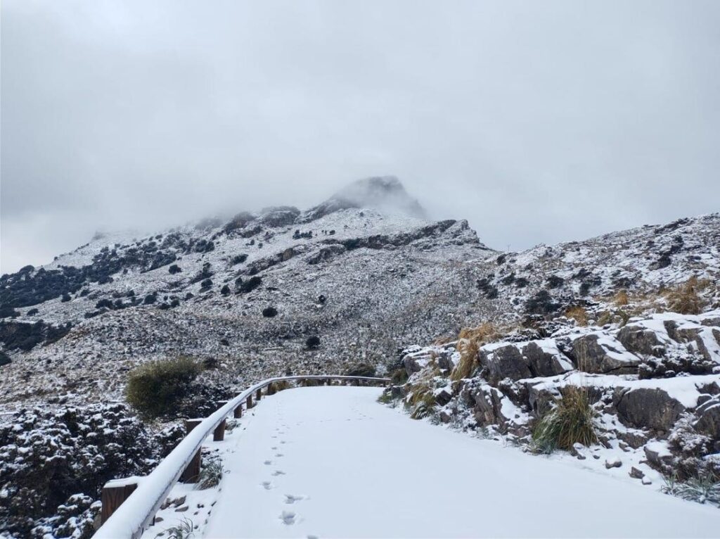 neve maiorca