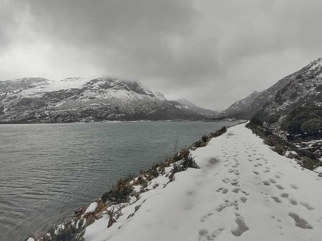 neve maiorca