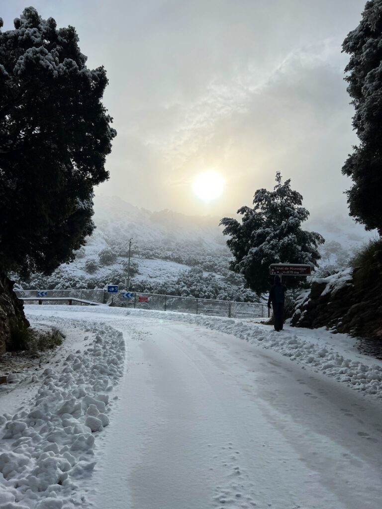 neve maiorca