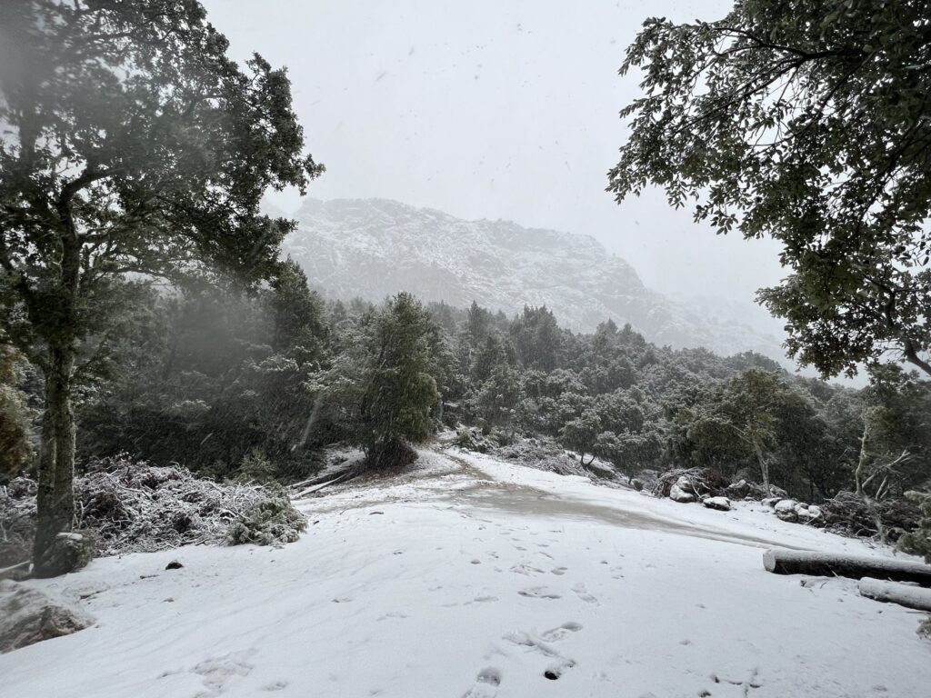 neve maiorca