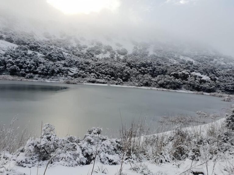 neve maiorca