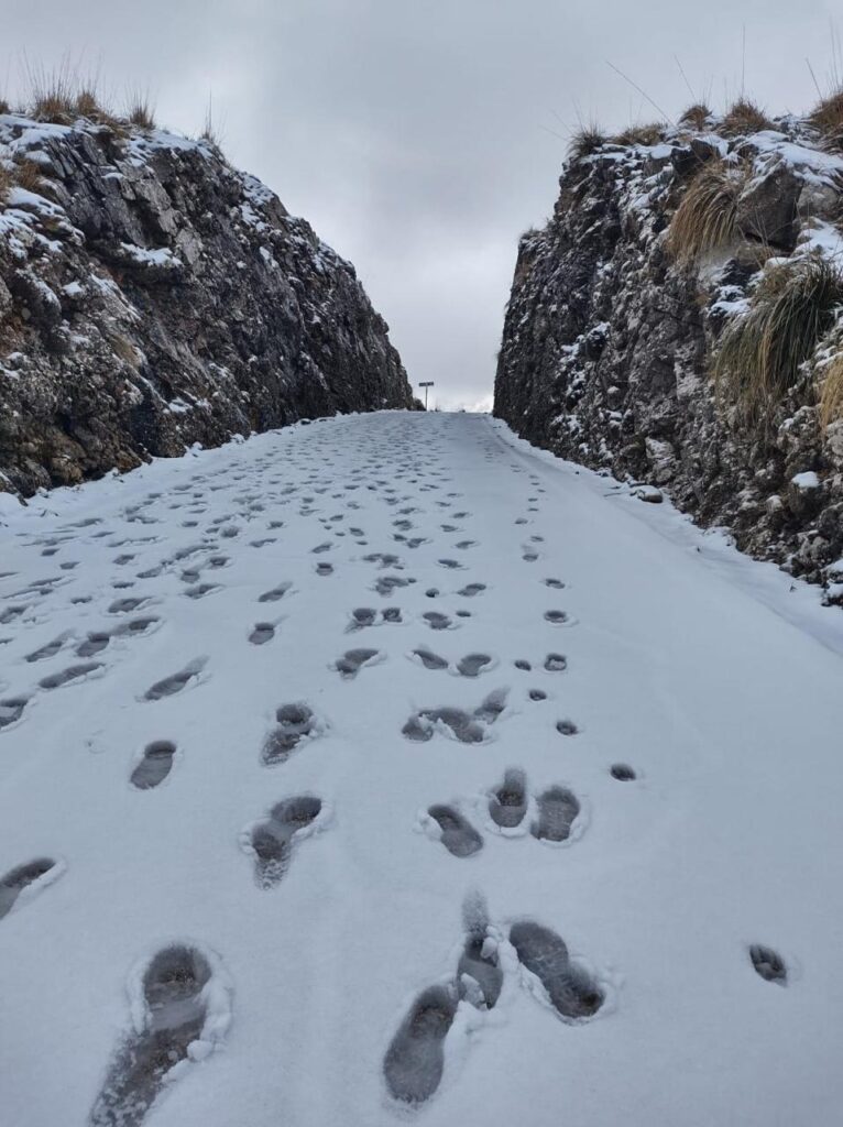 neve maiorca