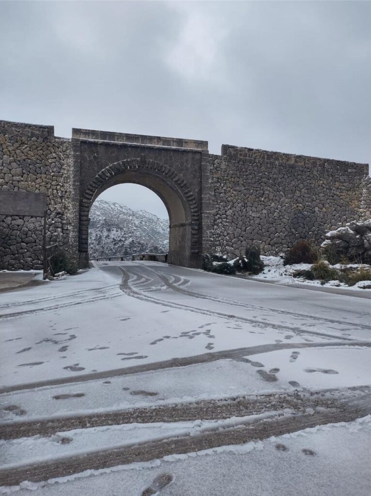 neve maiorca