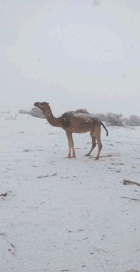 neve sahara algeria