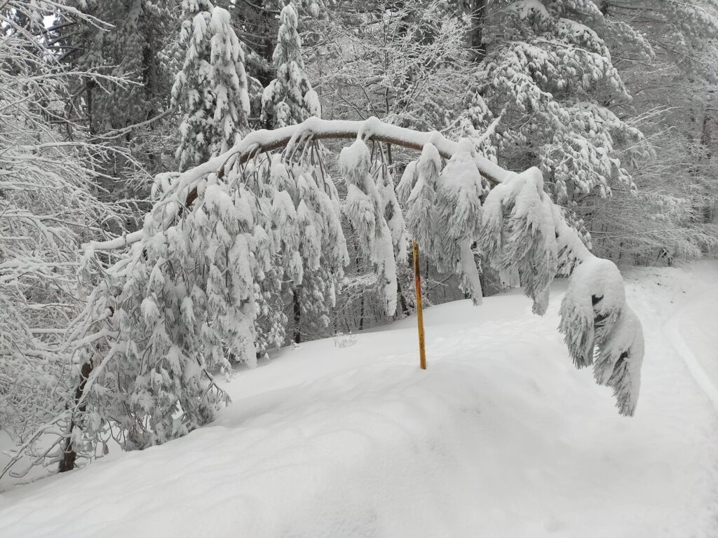 neve sila 23 gennaio 2023