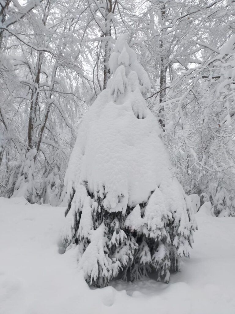 neve sila 23 gennaio 2023