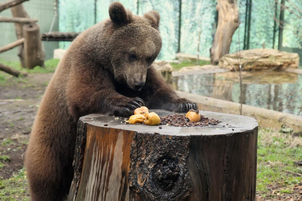 Orso e mele bioparco