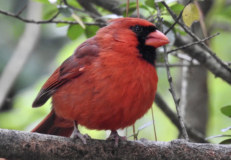 cardinale ciuffo rosso