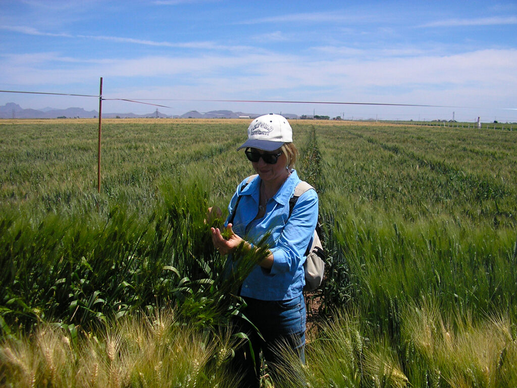 cimmyt enea