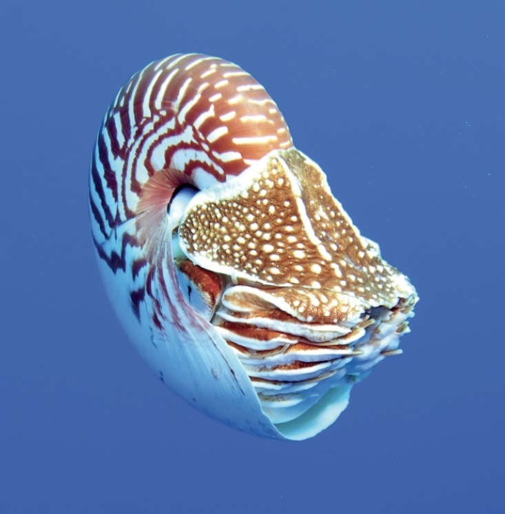 nautilus