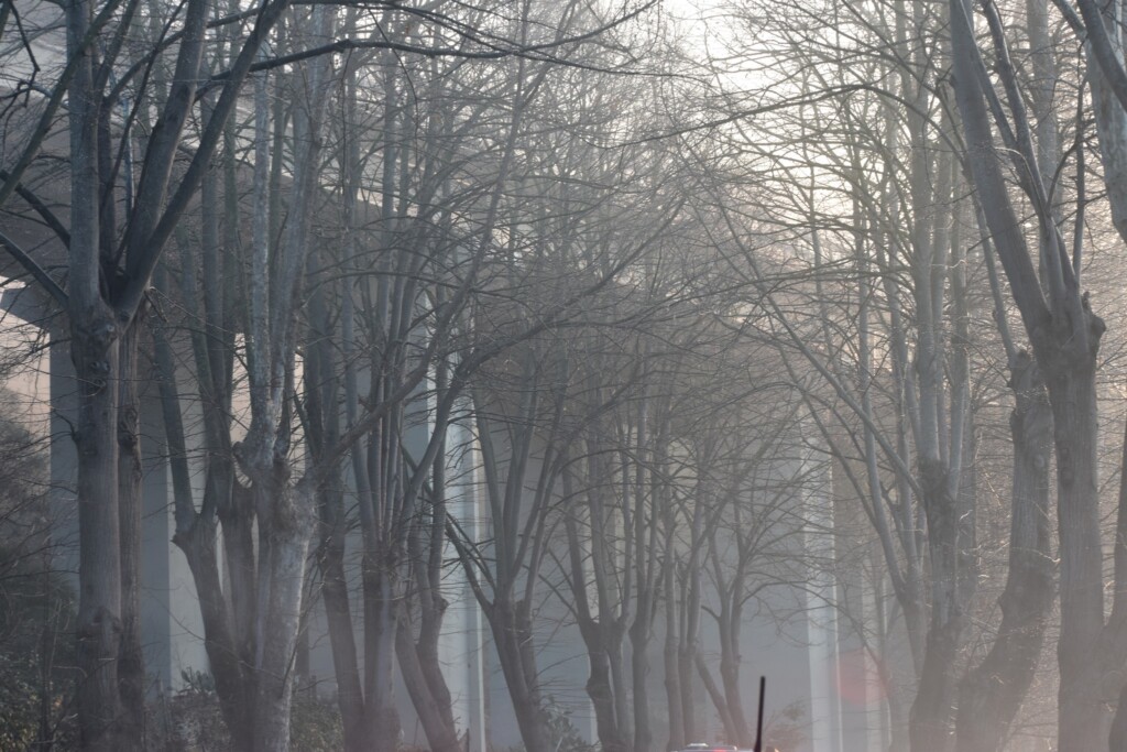 nebbia versilia