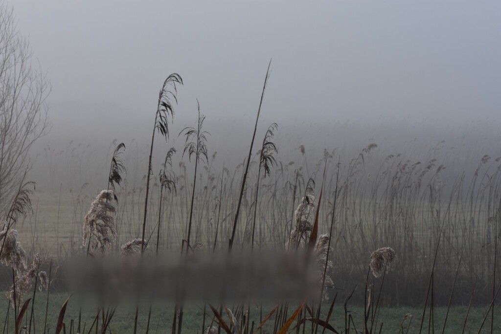 nebbia versilia